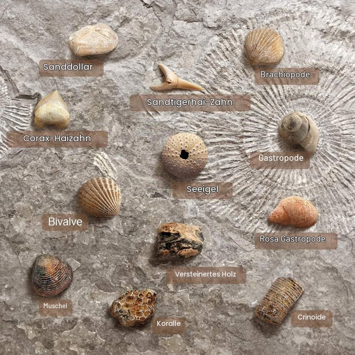 Fossilien Steine Ausgrabungsset Für Kinder Ausgrabung Fossilien Experimentierkästen Für Kinder Ab 7