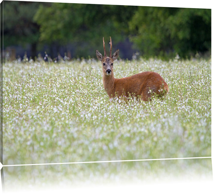 junger Hirsch auf Wildwiese Leinwand, XXL riesige Bilder fertig gerahmt mit Keilrahmen, Kunstdruck a