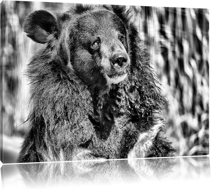Pixxprint Nasser Malaien Bär als Leinwandbild/Grösse: 100x70 / Wandbild/Kunstdruck/fertig bespannt,