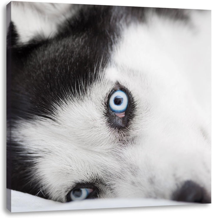 Pixxprint Husky mit Eisblauen Augen im Bett, Format: 70x70 auf Leinwand, 70x70