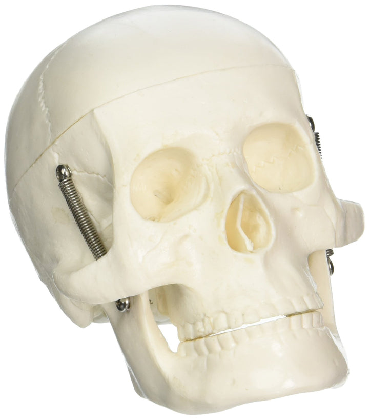 Jack Richeson 710105 Medium Totenkopf