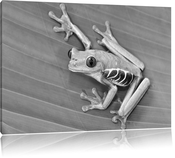 Pixxprint Frosch auf Blatt als Leinwandbild/Grösse: 100x70 / Wandbild/Kunstdruck/fertig bespannt, 10