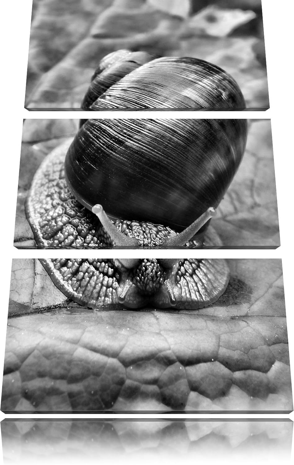 Pixxprint Weinbergschnecke auf Blatt als Leinwandbild/Grösse: 3 Teilig (120x80) cm/Wandbild/Kunstdru