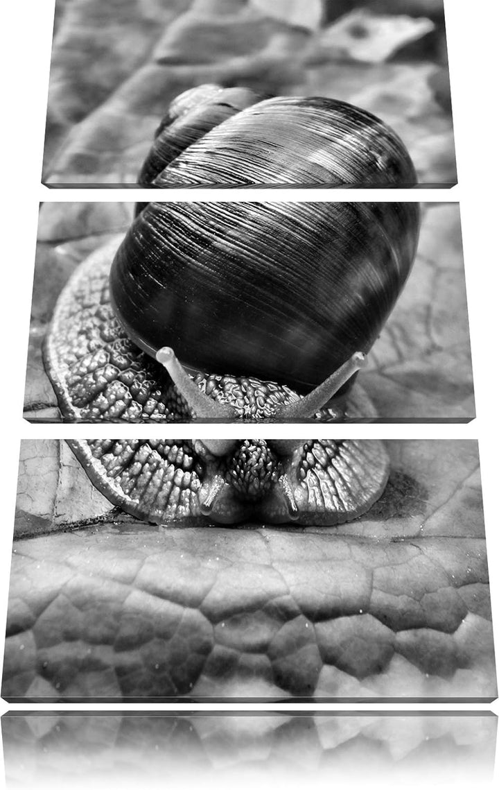 Pixxprint Weinbergschnecke auf Blatt als Leinwandbild/Grösse: 3 Teilig (120x80) cm/Wandbild/Kunstdru