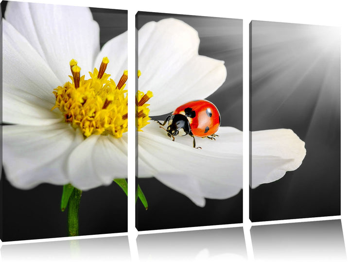 Pixxprint Marienkäfer auf Einer weissen Blume als Leinwandbild/Grösse: 3 Teilig (120x80) cm/Wandbild
