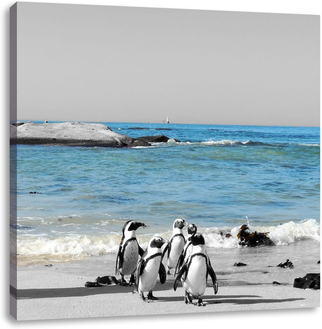 lustige Pinguine am Strand als Leinwandbild Quadratisch/Grösse: 70x70 / Wandbild/Kunstdruck/fertig b