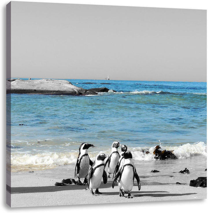 lustige Pinguine am Strand als Leinwandbild Quadratisch/Grösse: 70x70 / Wandbild/Kunstdruck/fertig b