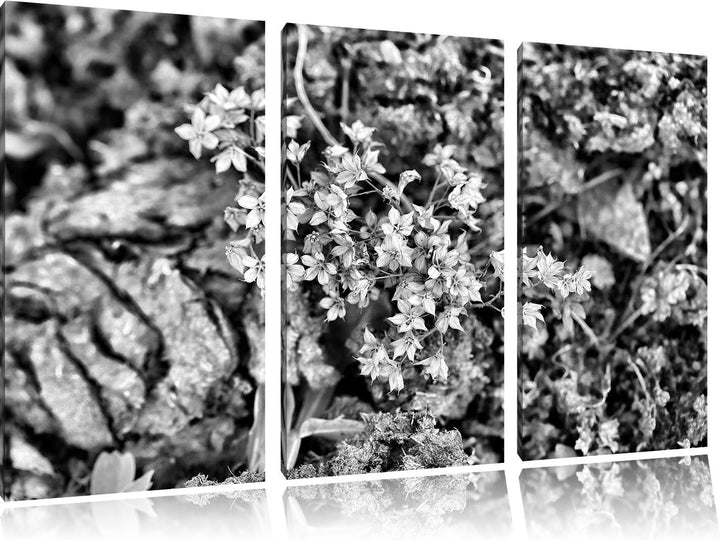 Pixxprint kleine weisse Sternblumen als Leinwandbild/Grösse: 3 Teilig (120x80) cm/Wandbild/Kunstdruc