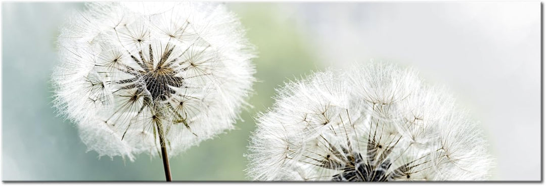 murando - Bilder Pusteblume 150x50 cm Vlies Leinwandbild 1 tlg Kunstdruck modern Wandbilder XXL Wand