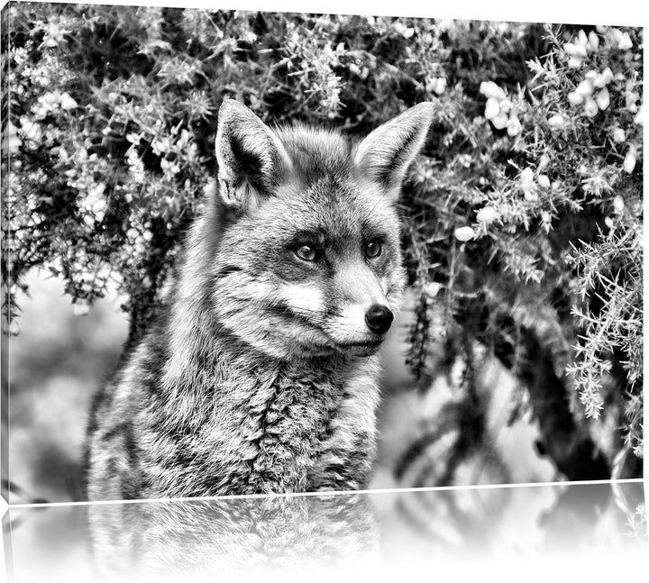 Pixxprint aufschauender Fuchs als Leinwandbild/Grösse: 100x70 / Wandbild/Kunstdruck/fertig bespannt,