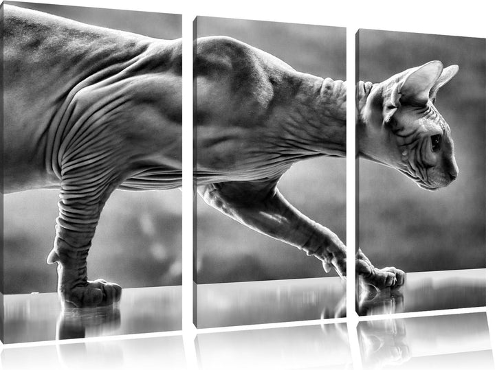 Pixxprint Einzigartige Sphynx Katze als Leinwandbild/Grösse: 3 Teilig (120x80) cm/Wandbild/Kunstdruc