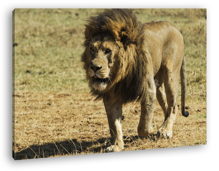 deyoli einsam umherstreifender Löwe Format: 80x60 als Leinwandbild, Motiv fertig gerahmt auf Echthol