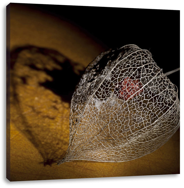 Schatten einer Physalis, Format: 70x70 auf Leinwand, XXL riesige Bilder fertig gerahmt mit Keilrahme