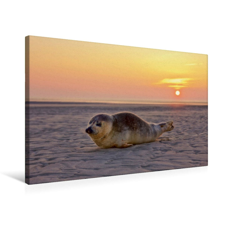 Premium Textil-Leinwand 75 x 50 cm Quer-Format Robbe am Strand von St. Peter-Ording | Wandbild, HD-B