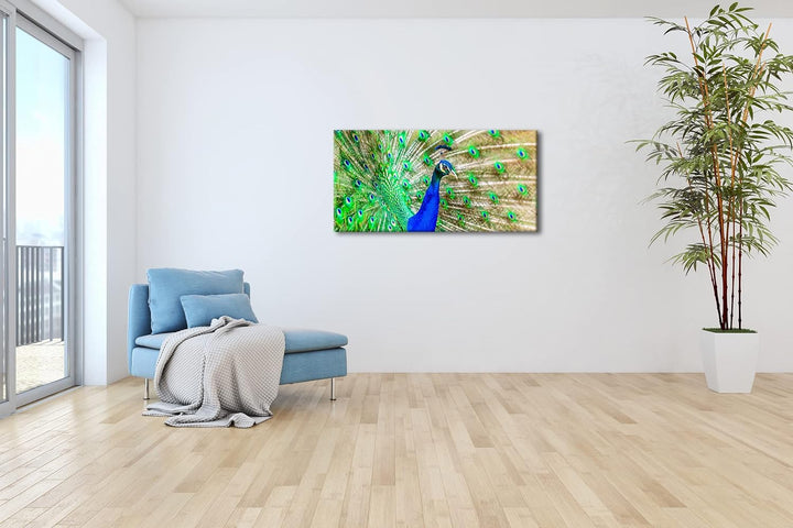 Eleganter, blauer Pfau Panorama 80x40 cm als Leinwandbild, Motiv fertig gerahmt auf Echtholzrahmen,