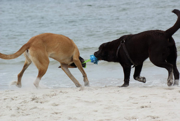 Dingo Mop Bungee Blau Mikrofaser mit Vanille Duft Ball Hundespielzeug Agility Apporte zum Spielen Ta