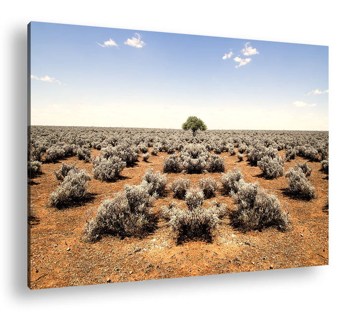 deyoli einsamer Baum in unfruchtbaren Wüste Format: 80x60 als Leinwandbild, Motiv fertig gerahmt auf
