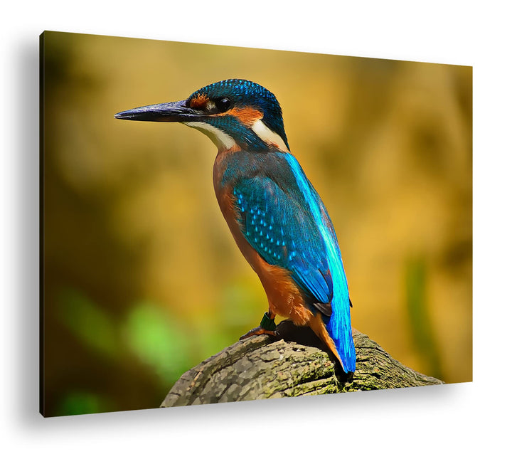 deyoli Eleganter Eisvogel mit blauem Gefieder Format: 80x60 als Leinwand, Motiv fertig gerahmt auf E