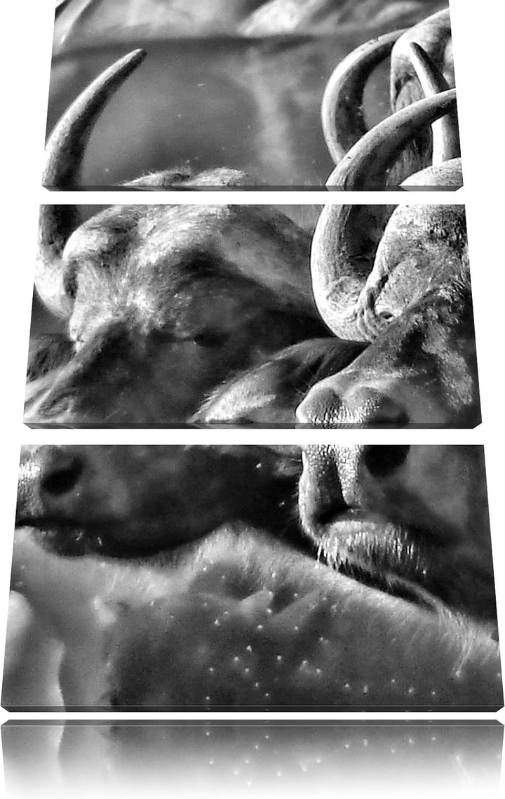 Pixxprint Monocrome, Zwei gemütliche Wasserbüffel 3-Teiler Leinwandbild 120x80 Bild auf Leinwand