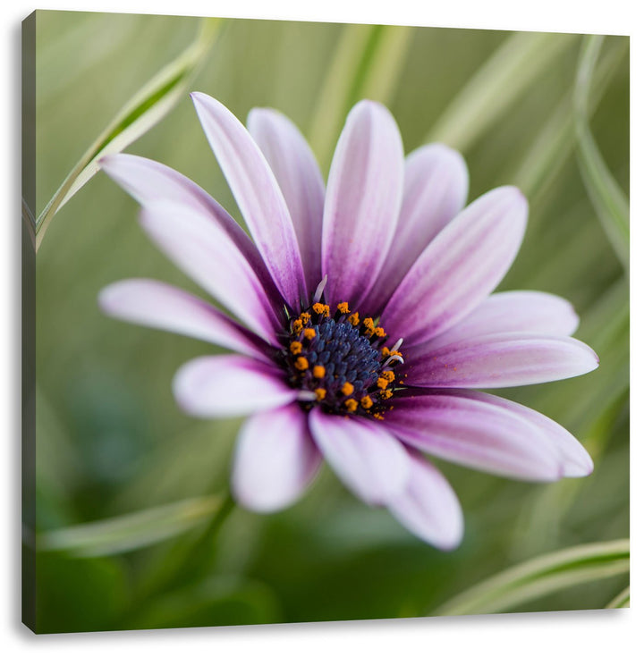Pixxprint Blume in der Natur als Leinwandbild/Grösse: 70x70 cm/Wandbild/Kunstdruck/fertig bespannt,