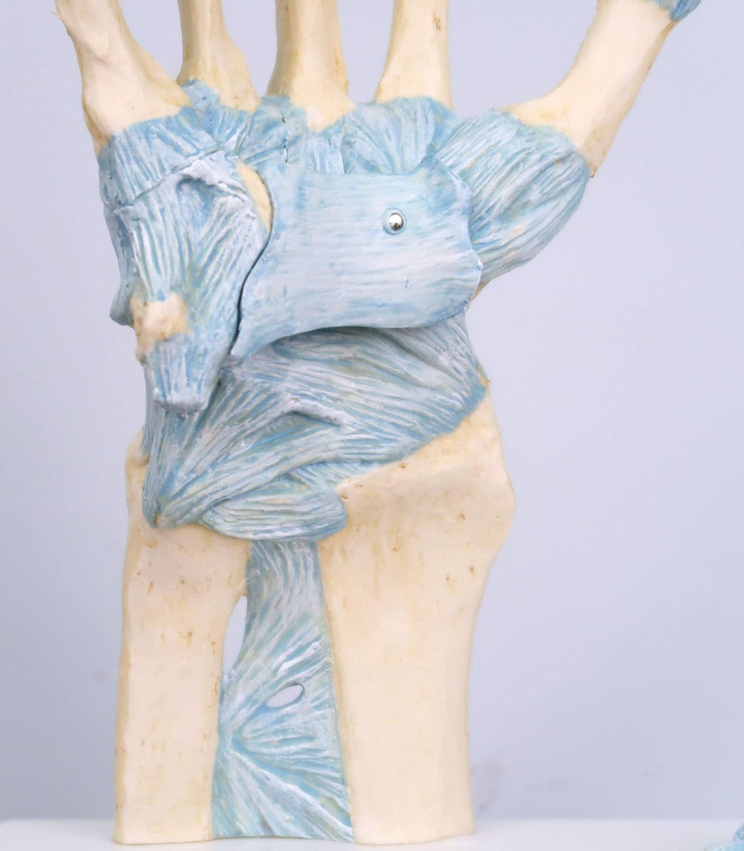 3B Scientific Menschliche Anatomie - Modell des Handskeletts mit Bändern und Karpaltunnel + kostenlo