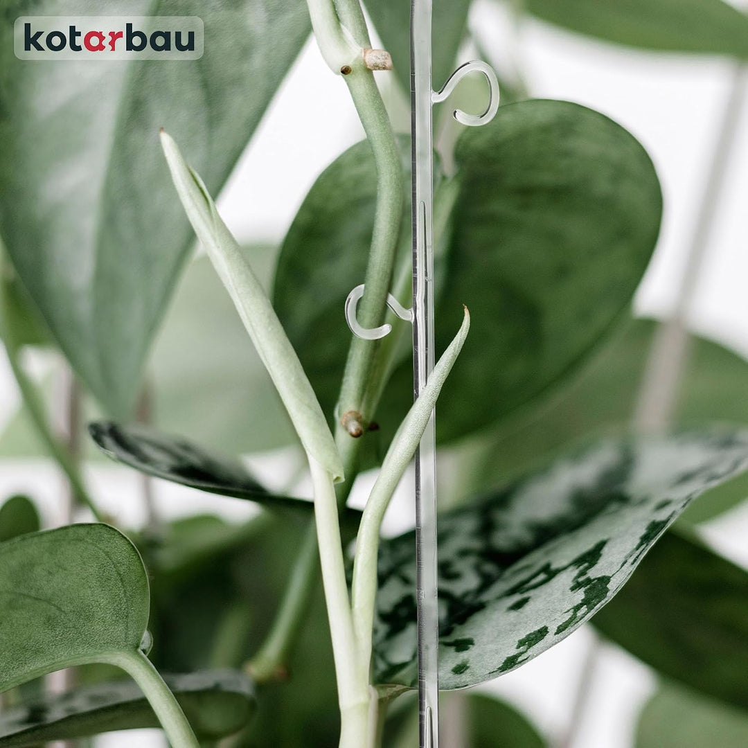 KOTARBAU® 6er Set Pflanzenstütze Transparent PVC 58 cm Spirale Blumenstütze Rankhilfe Zimmerpflanzen