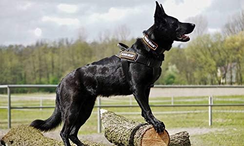 Dingo Gear Hundearbeitsgeschirr aus Stylonband Schwarz Grosse M Spaziergängen, Patrouillen sowie Tra