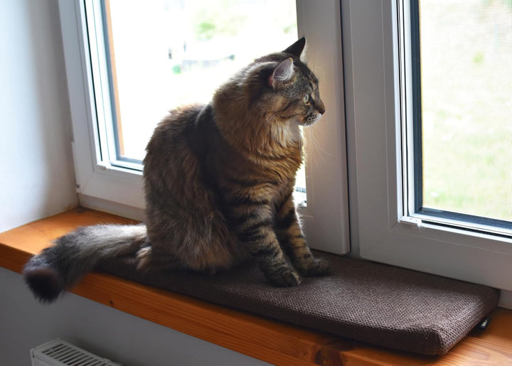 Prime Katzen Fensterliege Für Katzen, Fensterbank mit Einer Rutschfesten Rückseite, Katzenbett Fenst