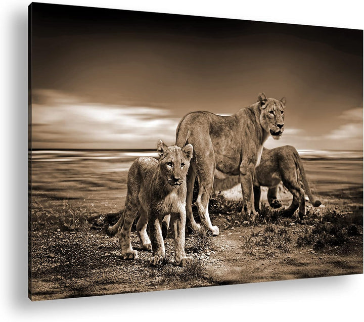 deyoli zauberhafte Löwenfamilie Format: 80x60 Effekt: Sepia als Leinwandbild, Motiv fertig gerahmt a