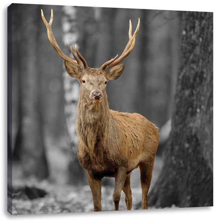 Pixxprint Schöner Hirsch im Wald Schwarz/Weiss, Format: 70x70 auf Leinwand, 70x70