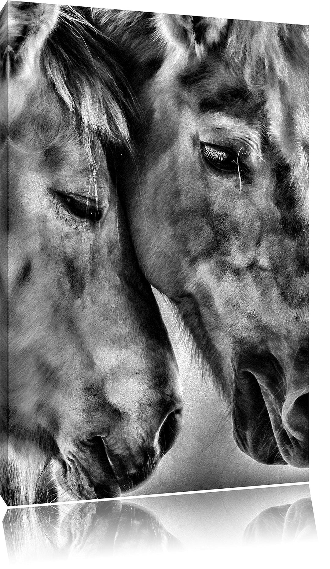 Pixxprint Zwei liebevolle Pferde / 100x70cm Leinwandbild bespannt auf Holzrahmen/Wandbild Kunstdruck