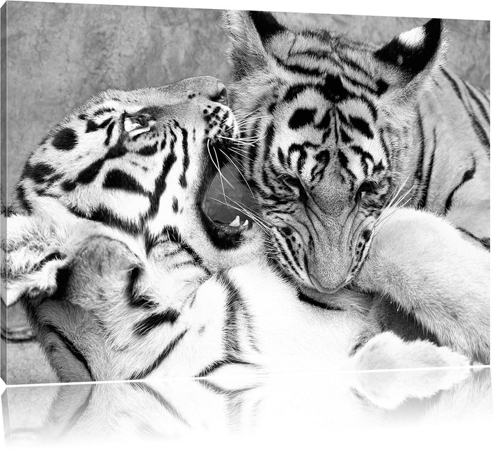 Pixxprint Tiger beim Kämpfen als Leinwandbild/Grösse: 100x70 / Wandbild/Kunstdruck/fertig bespannt,