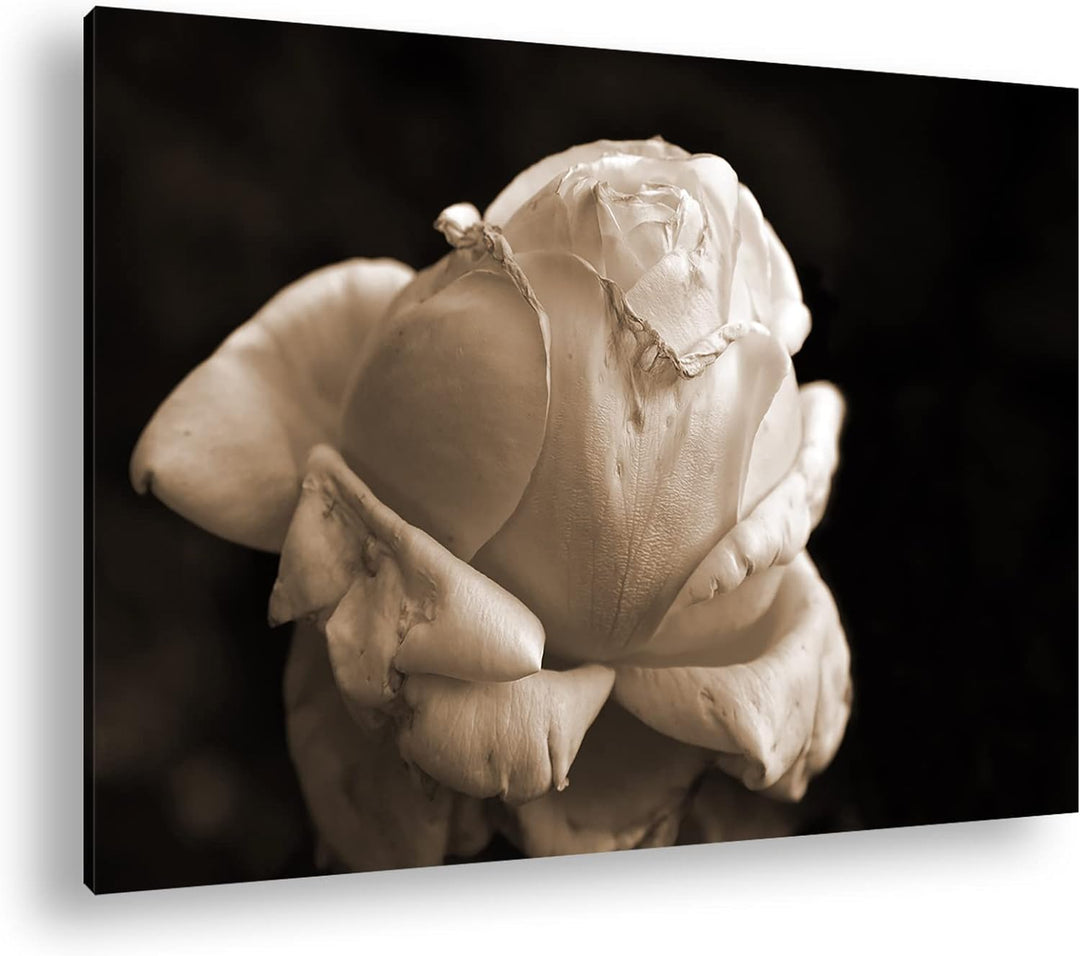 Vergänglichkeit der Natur Effekt: Sepia, Format: 80x60 als Leinwandbild, Motiv fertig gerahmt auf Ec