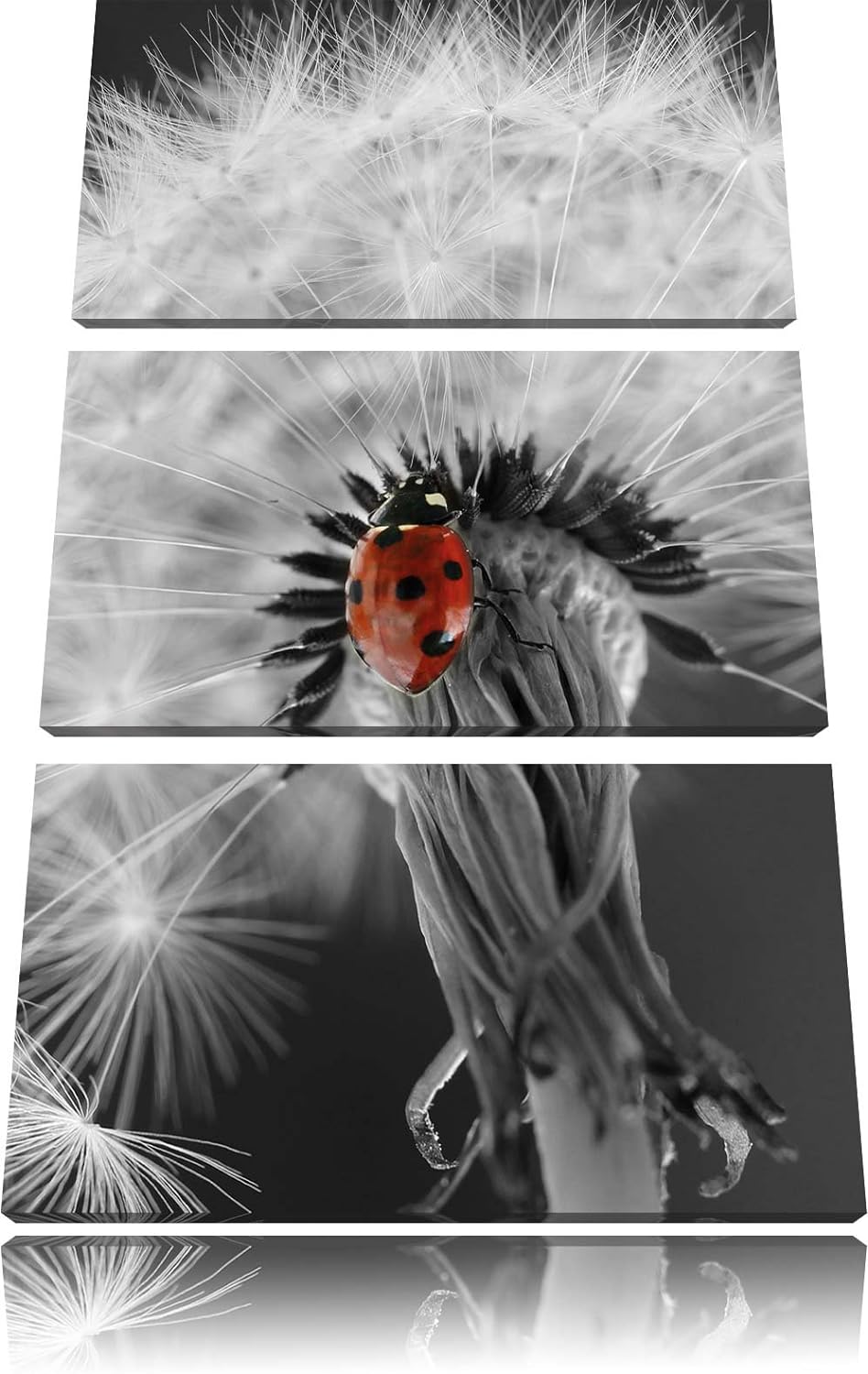 Pixxprint schöner Marienkäfer auf Pusteblume als Leinwandbild/Grösse: 3 Teilig (120x80) cm/Wandbild/