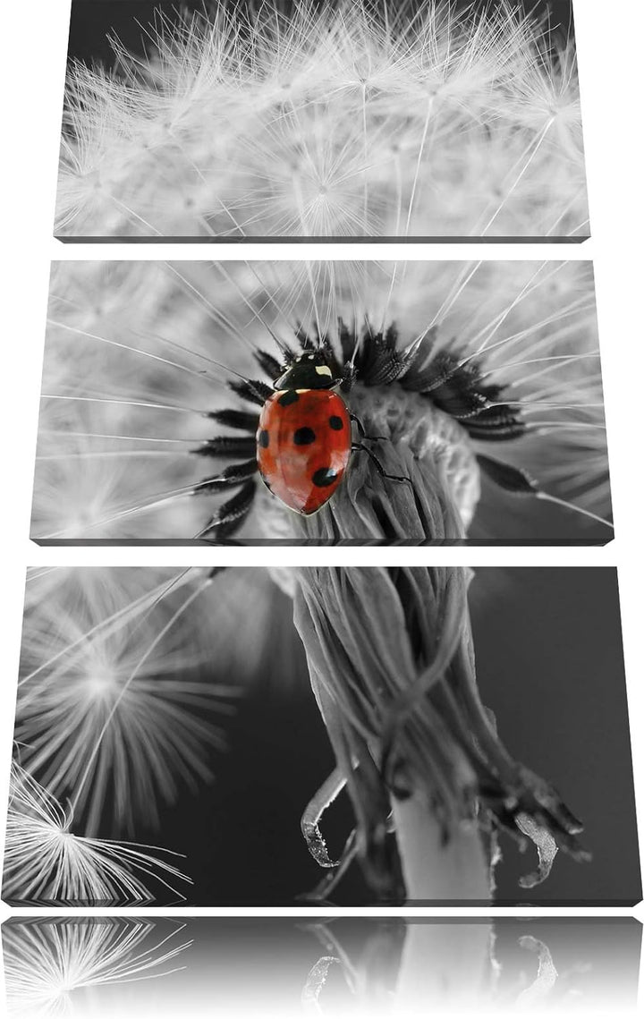 Pixxprint schöner Marienkäfer auf Pusteblume als Leinwandbild/Grösse: 3 Teilig (120x80) cm/Wandbild/