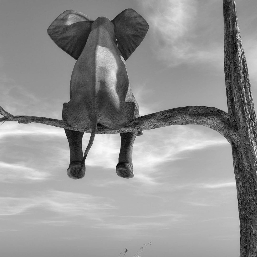 Pixxprint Glasbild | Wandbild auf Echtglas | Elefant auf einem Ast in der Wüste | 50x50 cm | inkl. A