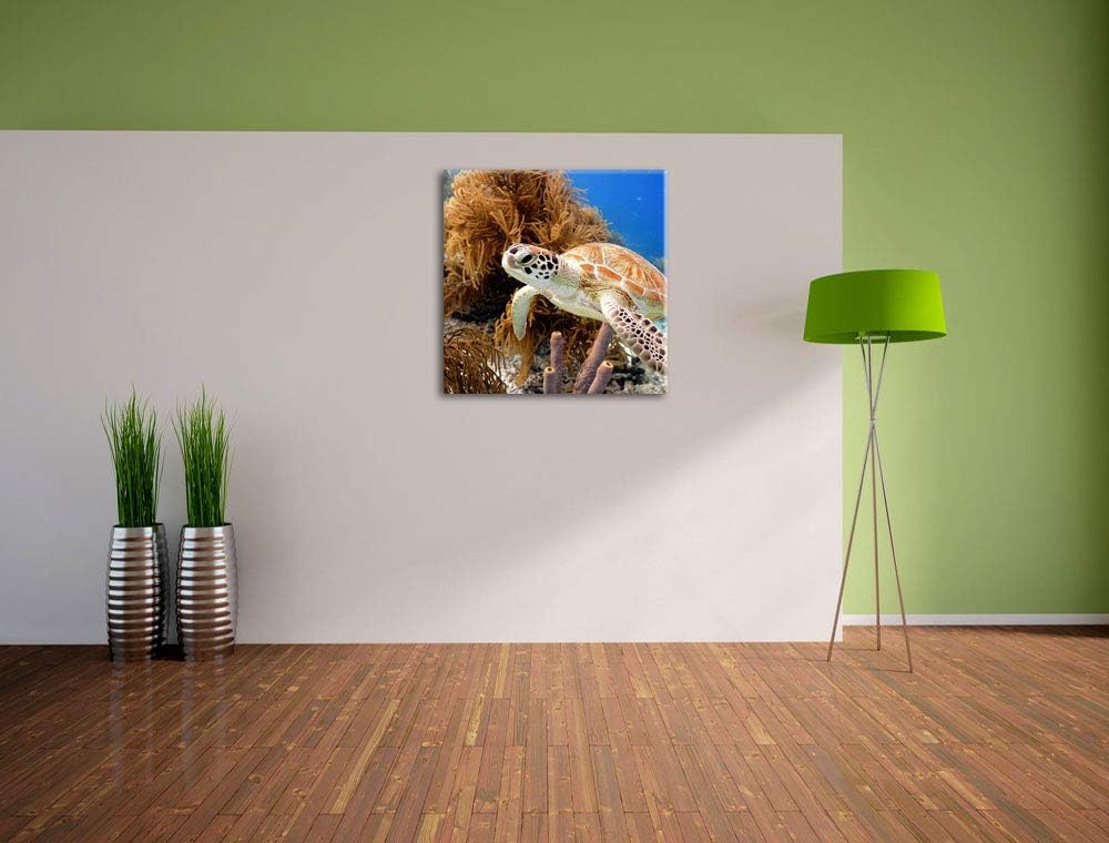 Meeresschildkröte, Format: 70x70 auf Leinwand, XXL riesige Bilder fertig gerahmt mit Keilrahmen, Kun