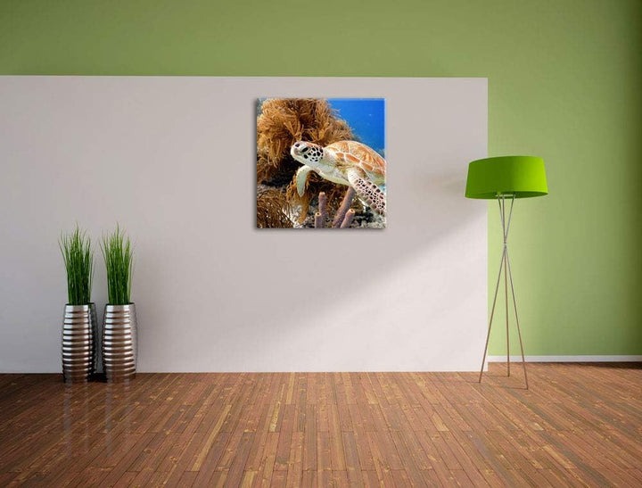 Meeresschildkröte, Format: 70x70 auf Leinwand, XXL riesige Bilder fertig gerahmt mit Keilrahmen, Kun