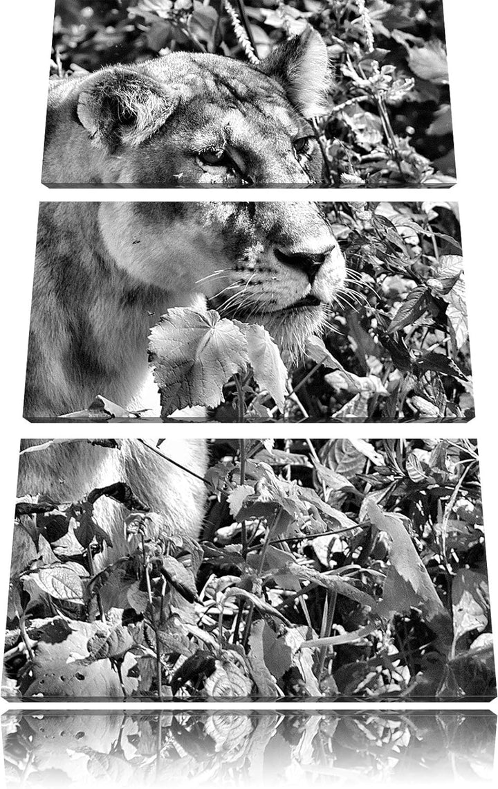 Pixxprint wachsame Löwin als Leinwandbild/Grösse: 3 Teilig (120x80) cm/Wandbild/Kunstdruck/fertig be
