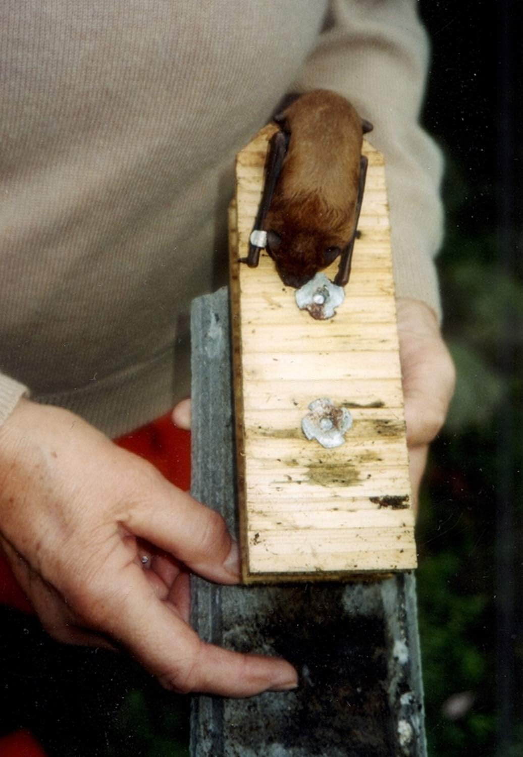 Schwegler Naturschutzprodukt Fledermaushöhle 1FD mit dreifacher Vorderwand