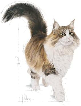 Royal Canin Instinctive Gravy | Doppelpack | 2 x 12 x 85 g | Nassfutter für ausgewachsene Katzen | K