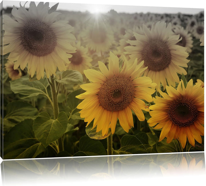 Pixxprint Sonnenblumen auf dem Feld als Leinwandbild | Grösse: 100x70 | Wandbild| Kunstdruck | ferti
