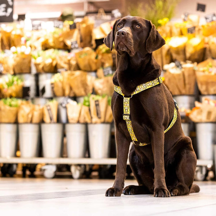 Max &amp; Molly Hundegeschirr in H-Form, Ultrabequemes Geschirr Hund aus Neopren für sehr kleine Hunde,