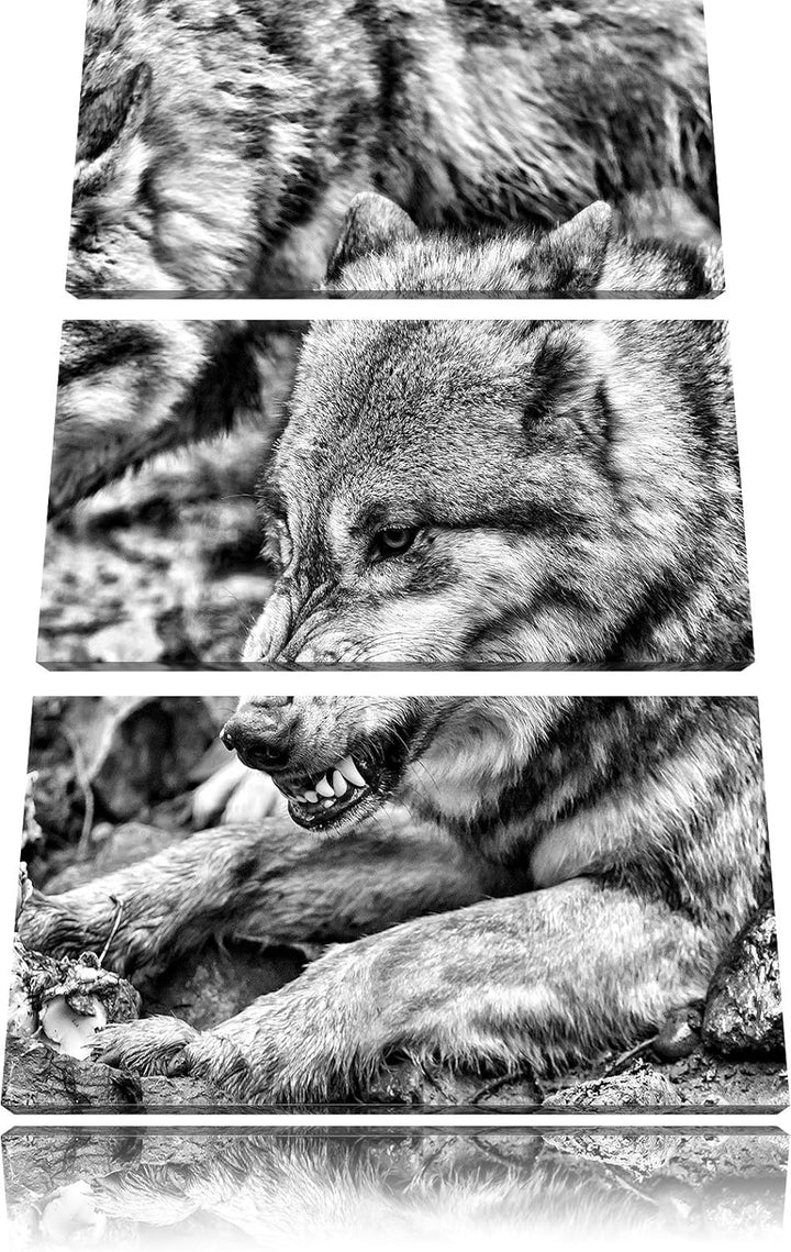 Pixxprint Monocrome, Wölfe beim Fressen 3-Teiler Leinwandbild 120x80 Bild auf Leinwand