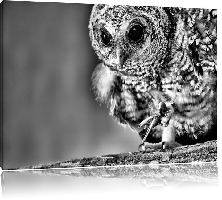 Monocrome, Eule, Format: 100x70 auf Leinwand, XXL riesige Bilder fertig gerahmt mit Keilrahmen, Kuns