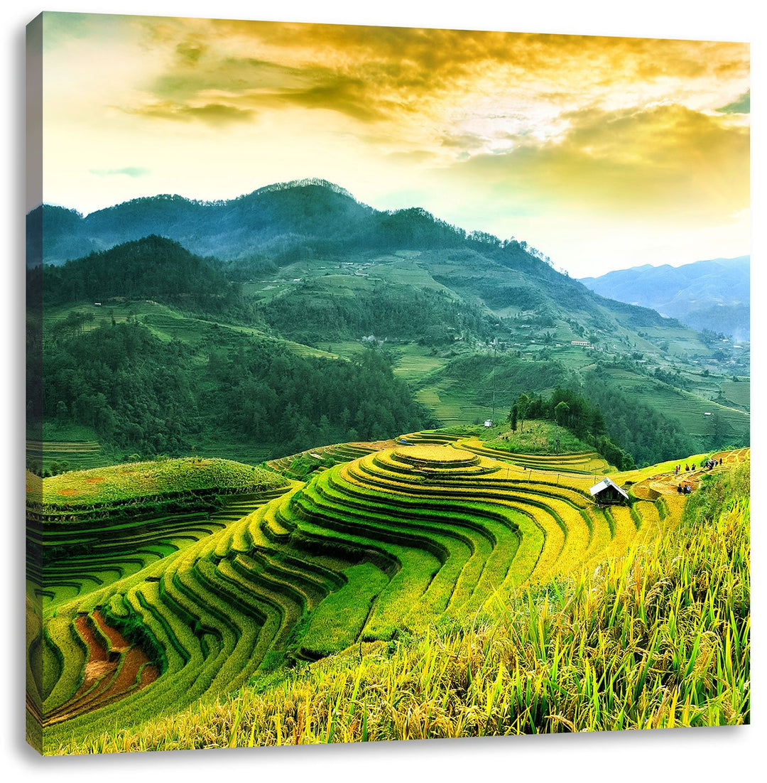 Reisfelder in Vietnam, Format: 70x70 auf Leinwand, XXL riesige Bilder fertig gerahmt mit Keilrahmen,
