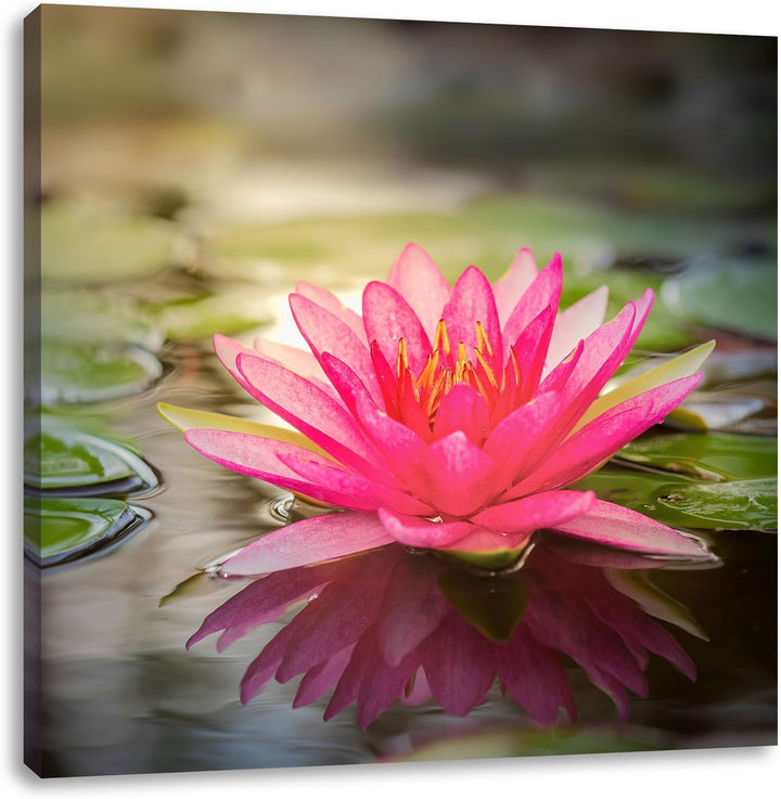 Pixxprint Anmutige Seerose mit Blättern als Leinwandbild/Grösse: 70x70 cm/Wandbild/Kunstdruck/fertig