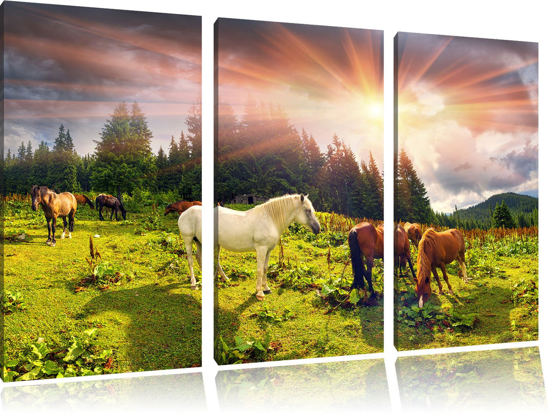 Pixxprint Carpathian Mustangs Pferde auf den Bergen 3-Teiler Leinwandbild 120x80 Bild auf Leinwand