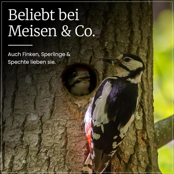ERDTMANNS - 100 Meisenknödel für Wildvögel mit Netz im Eimer