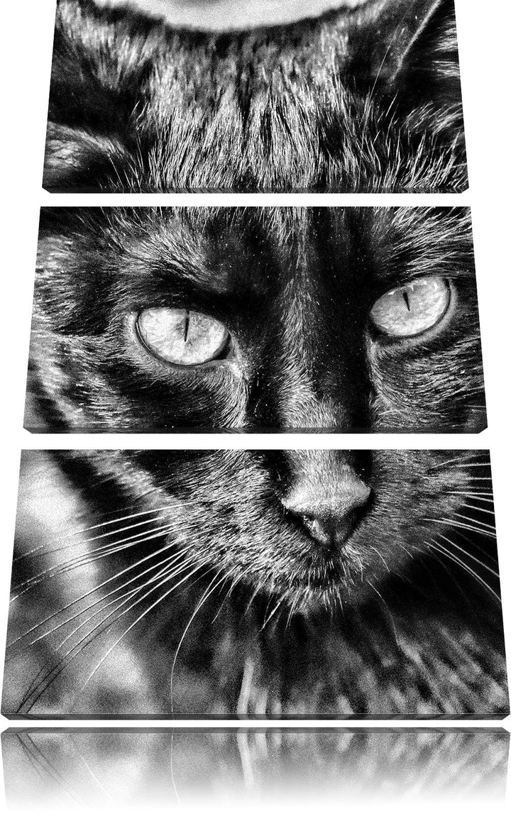Pixxprint Schwarze Katze als Leinwandbild/Grösse: 3 Teilig (120x80) / Wandbild/Kunstdruck/fertig bes